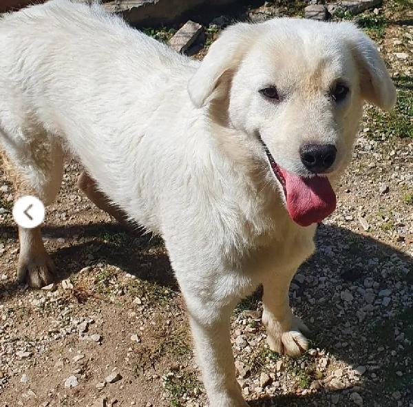 Bianca 8mesi meravigliosa cresce in canile.MOLISE Foto 3